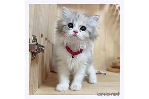 成約済の長野県のミヌエット-67939の5枚目